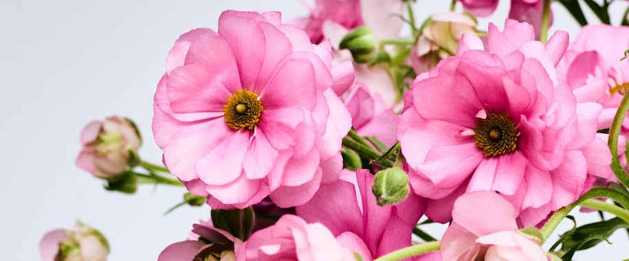 Natura Moderna Collection – Floraprima
