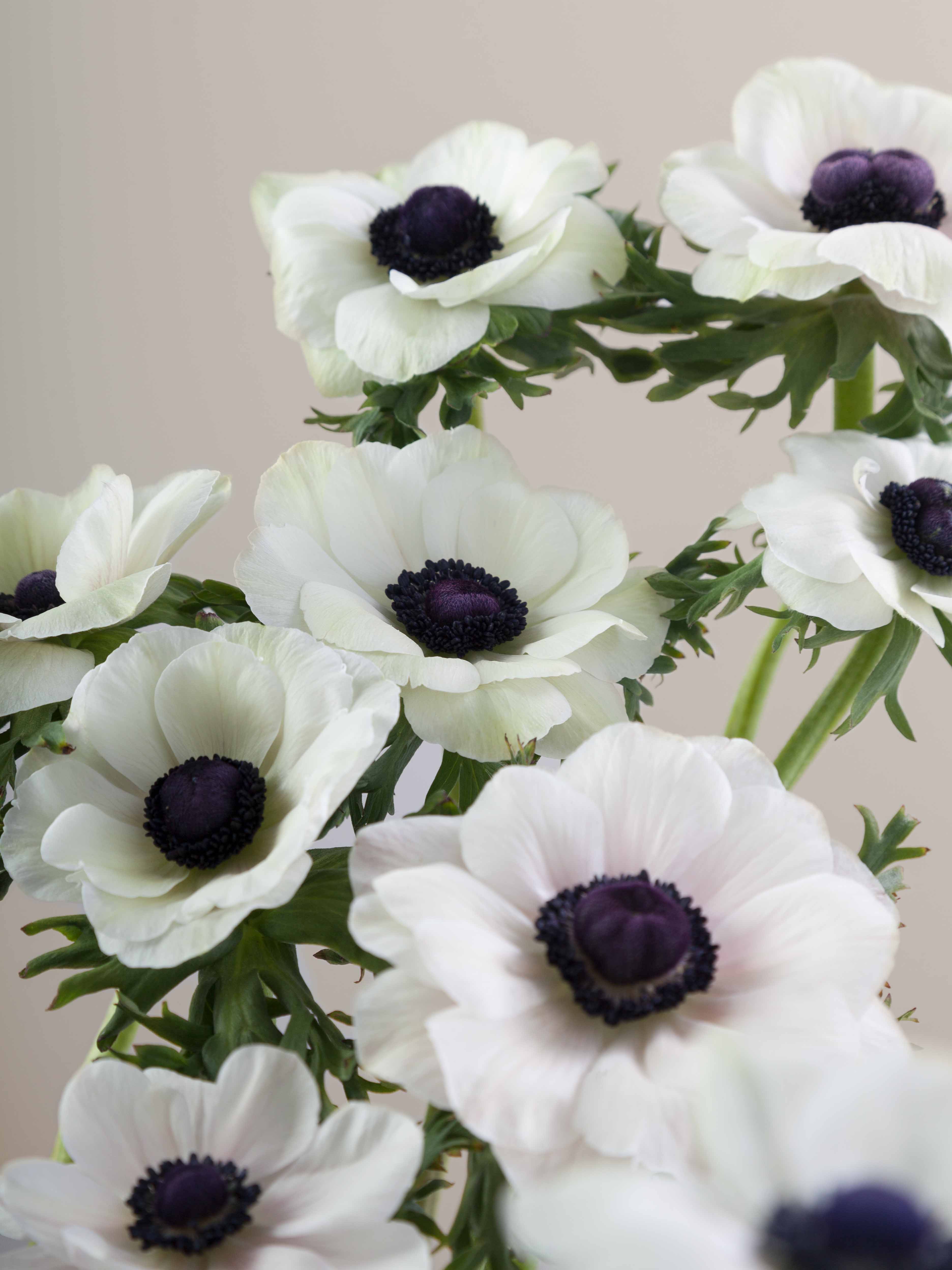 Mistral Panda – Floraprima