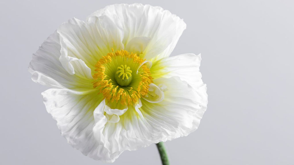 The Art of Poppy Care: Handling Our New Collection with Confidence