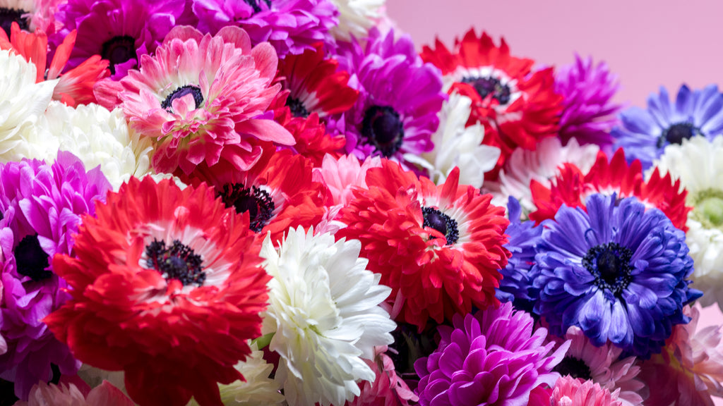 Levante_Anemones_Launch_Florap