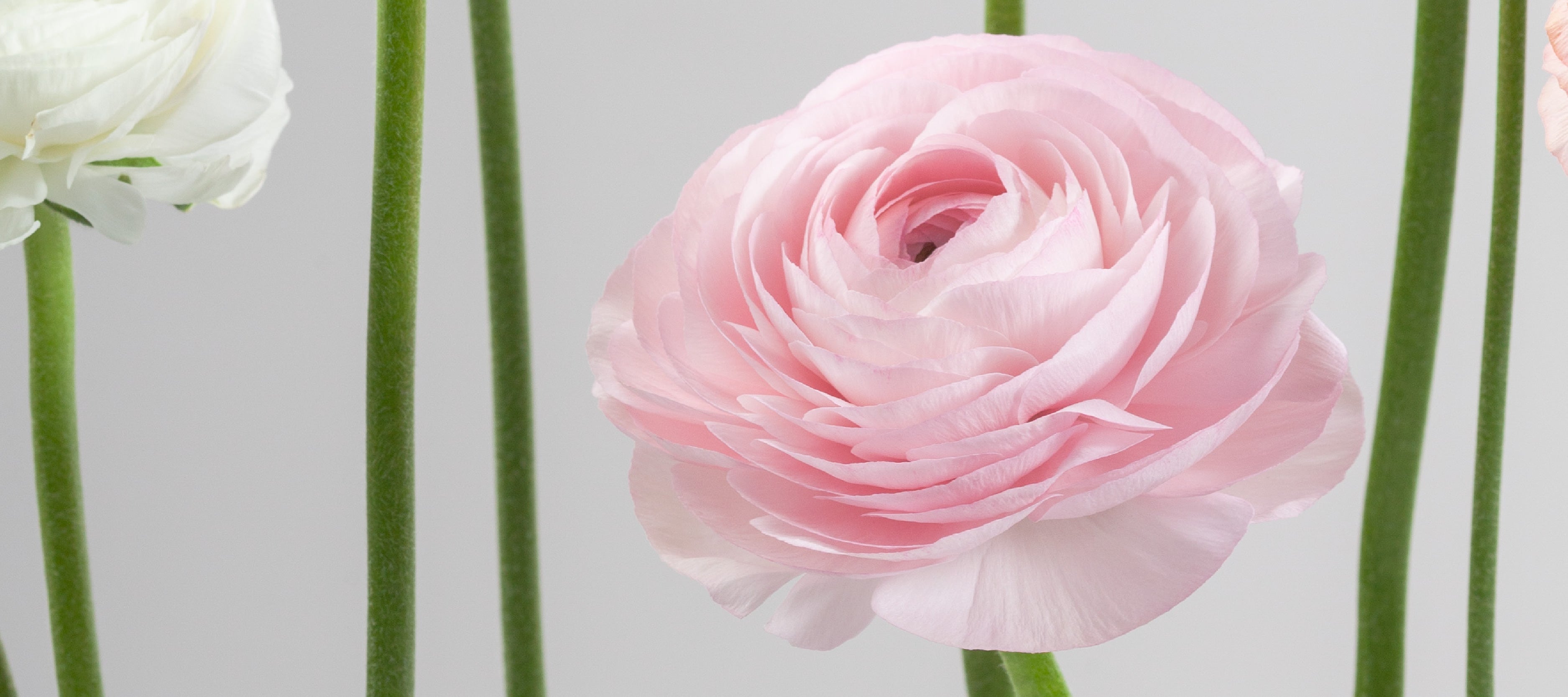 Cloni Success Ranunculus – Floraprima
