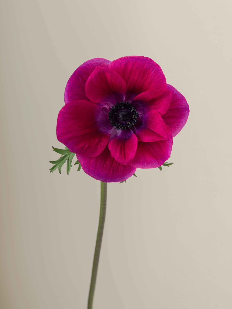 Mistral Magenta