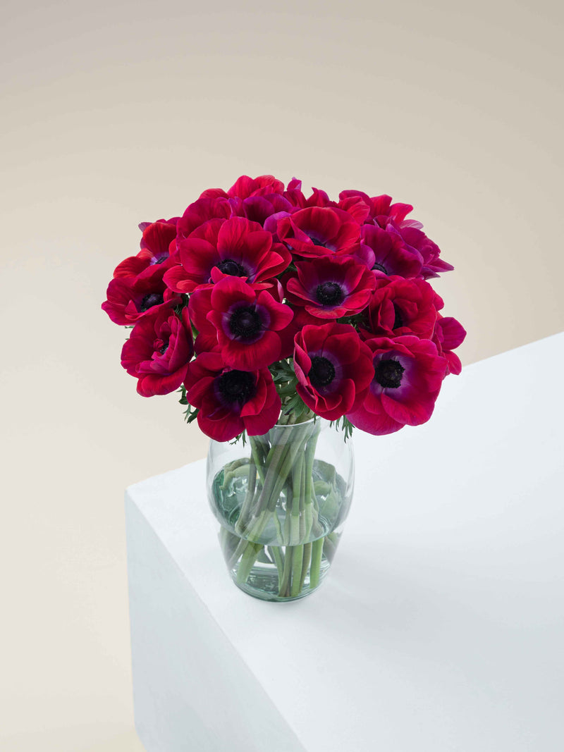 Mistral Magenta