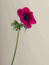 Mistral Magenta