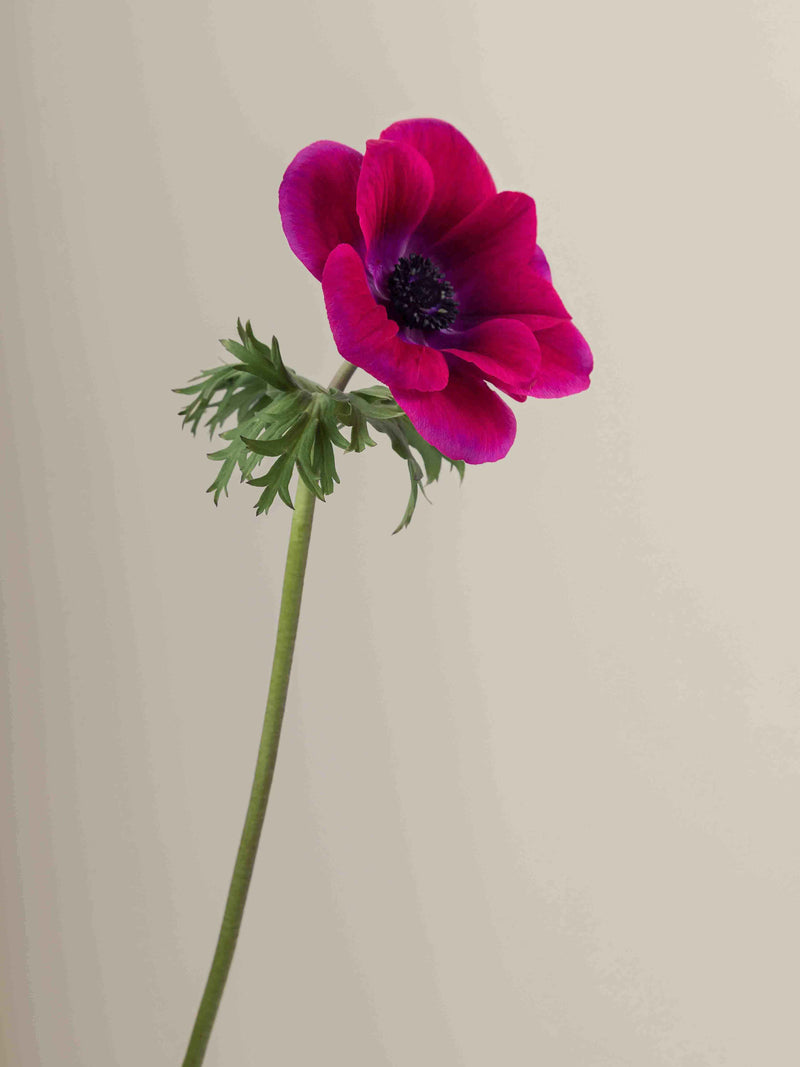Mistral Magenta