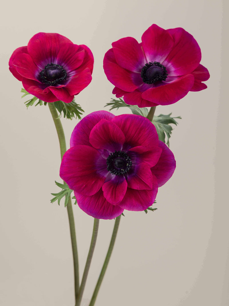 Mistral Magenta