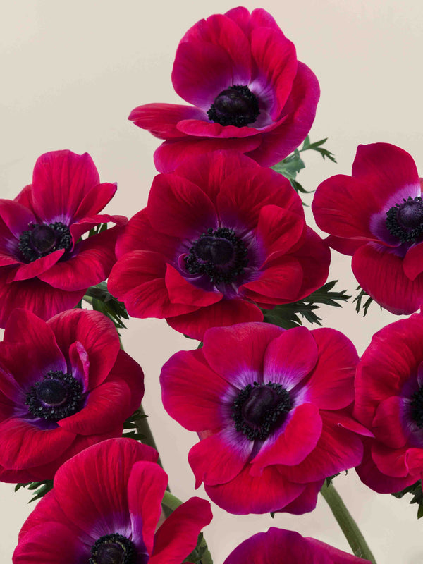 Mistral Magenta