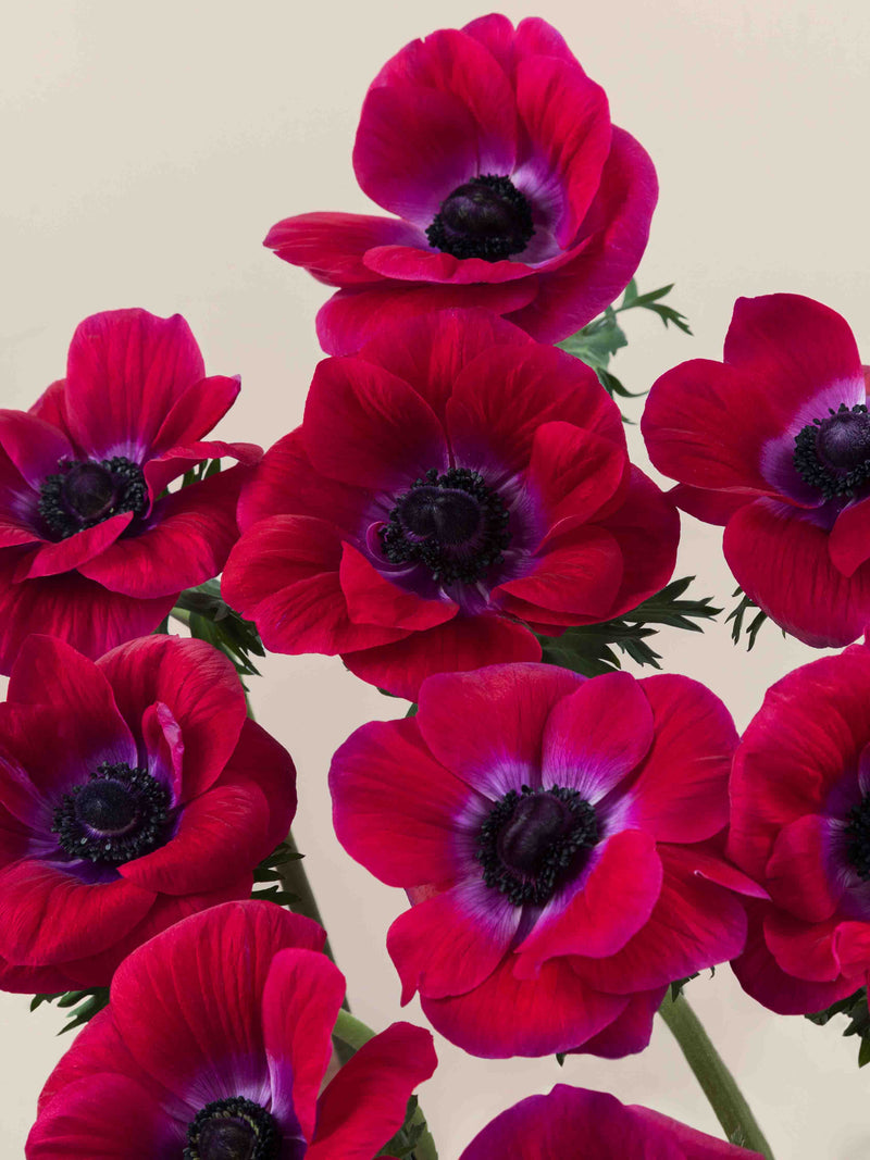 Mistral Magenta