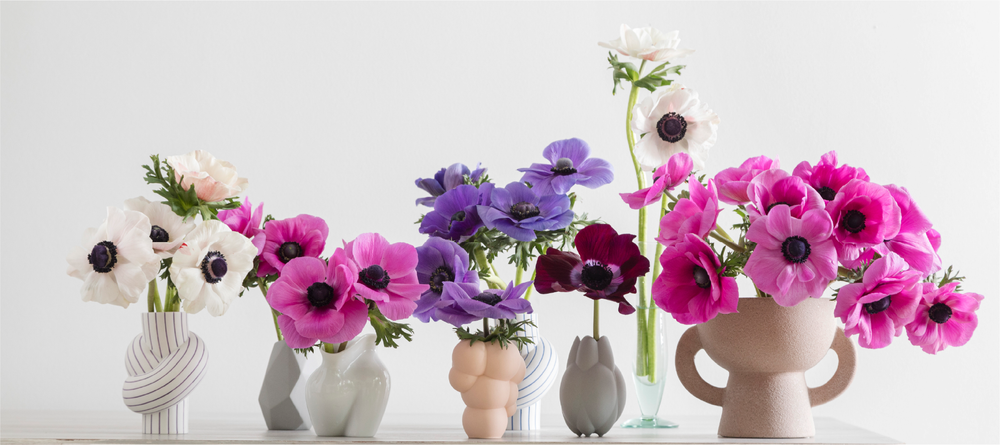 Mistral Panda Blush, Mistral Fucsia, Mistral Blu, Mistral Burgundi