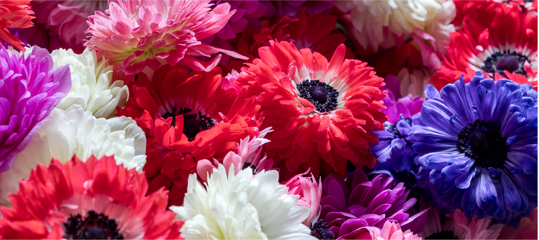 Levante Rosso, Levante Bianco, Levante Blu, Levante Fucsia, Levante Rosa