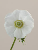 Anemone Mistral Bianco Floraprima