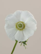 Anemones Mistral Bianco