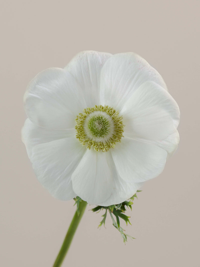 Anemones Mistral Bianco