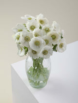 Anemones Mistral Bianco