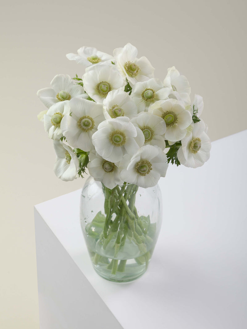 Anemones Mistral Bianco