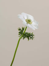Anemones Mistral Bianco