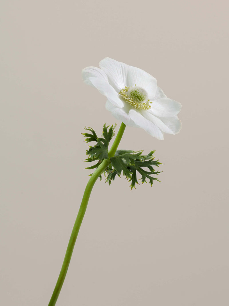 Anemones Mistral Bianco