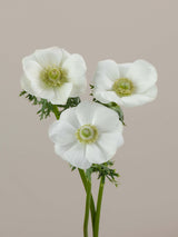 Anemones Mistral Bianco