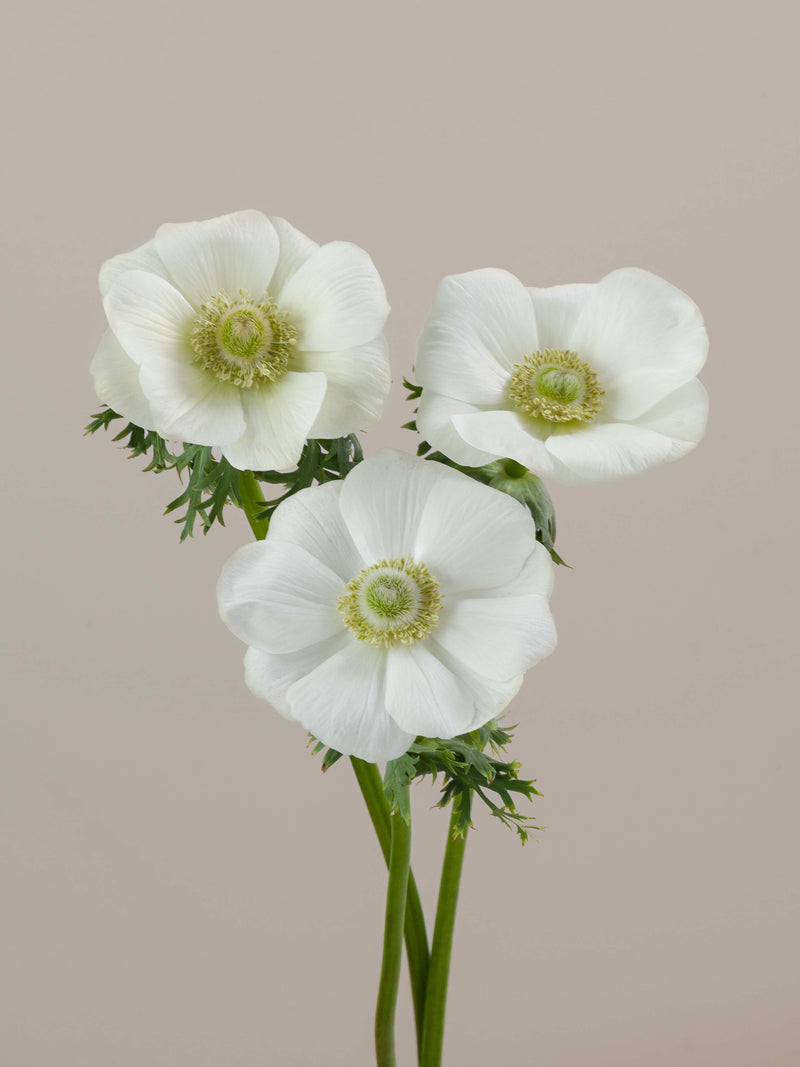 Anemones Mistral Bianco
