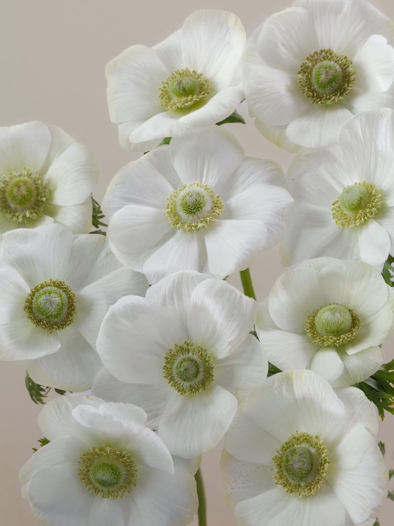 Anemone Mistral Bianco Floraprima