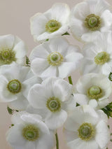 Anemones Mistral Bianco