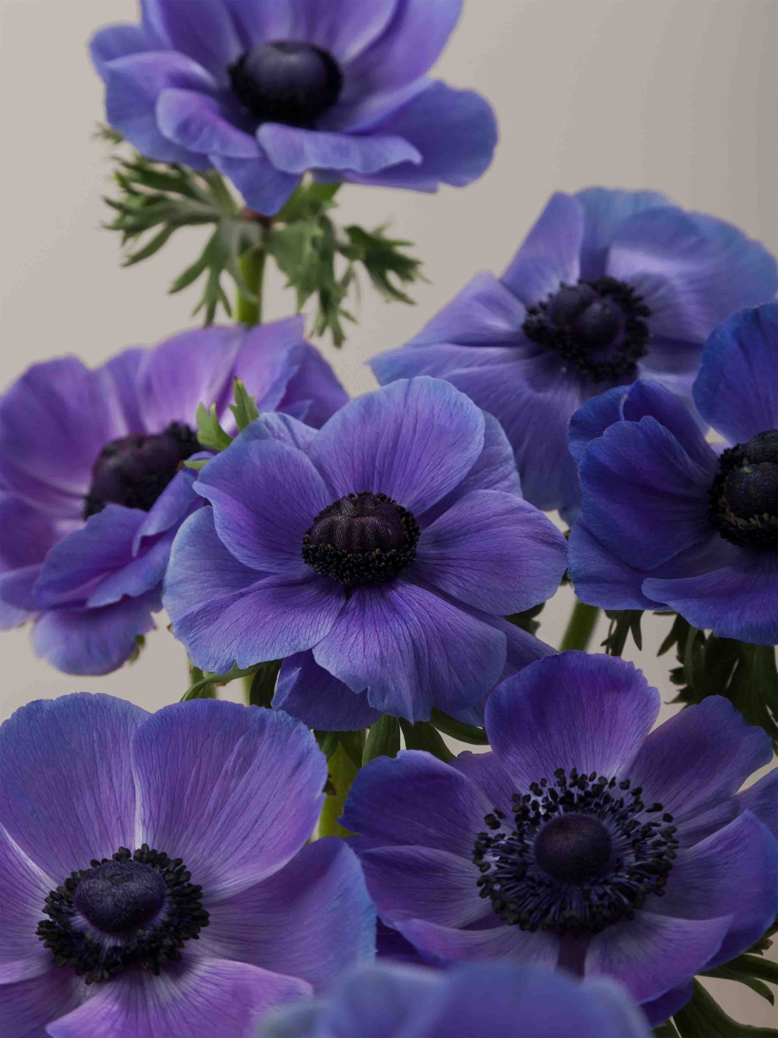 Anemones_Mistral_Blu_Waterfall