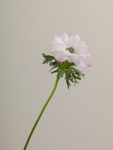 Anemone Mistral Edge Bianco Floraprima