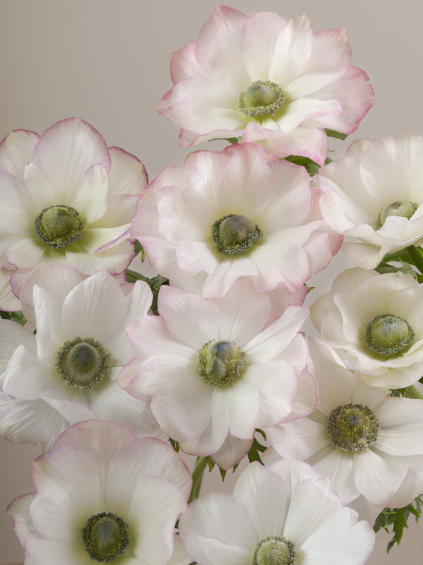 Anemone Mistral Edge Bianco Floraprima