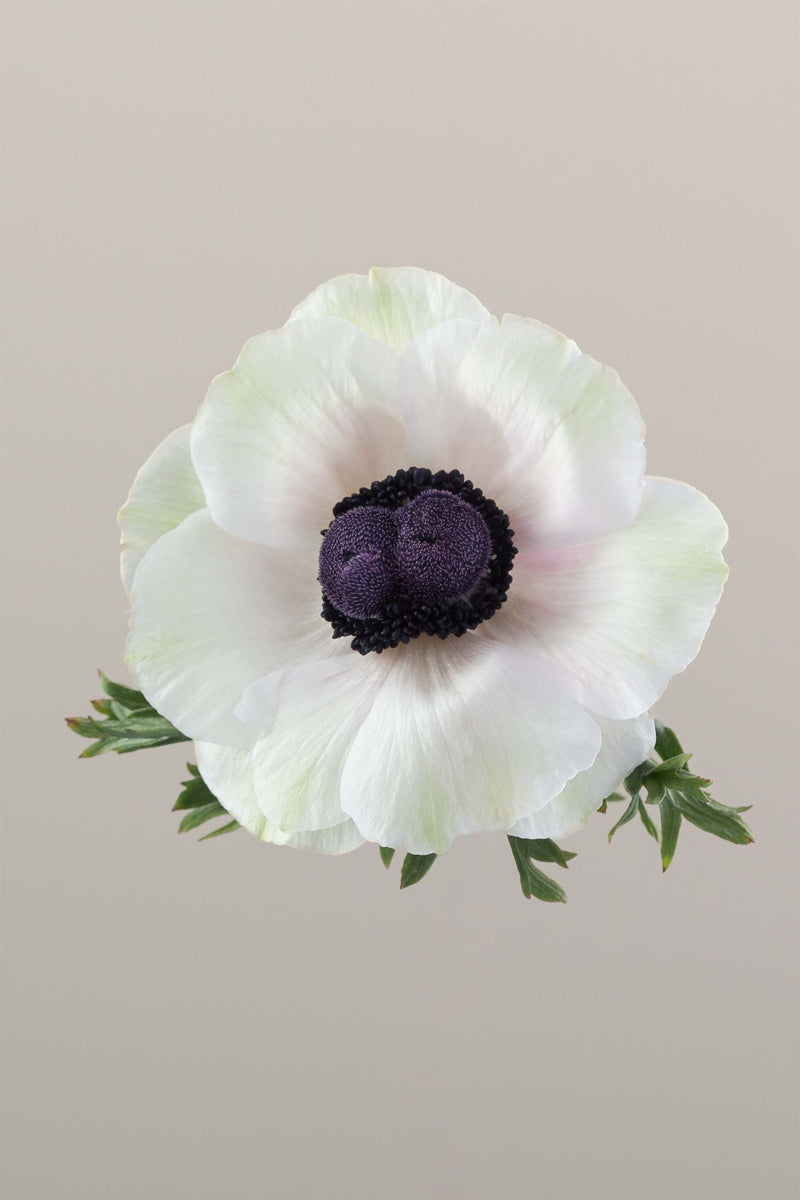 Anemones Mistral Panda