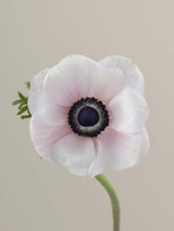 Anemones Mistral Panda Blush