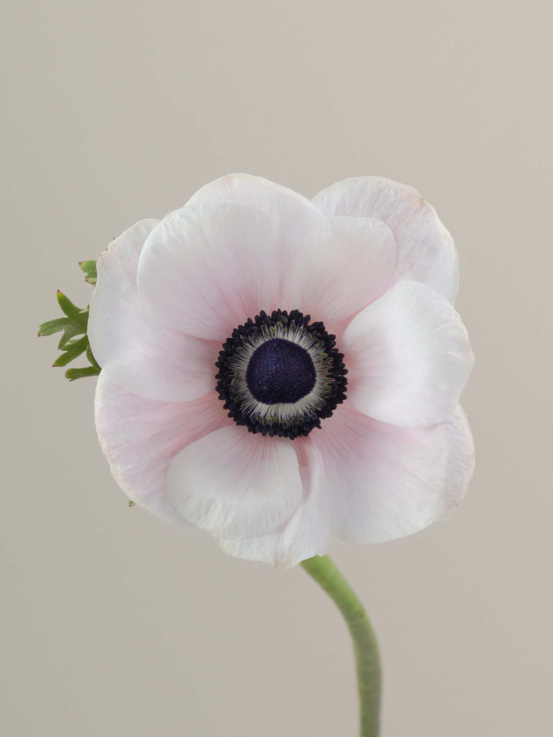 Anemones Mistral Panda Blush