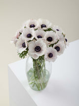 Anemones Mistral Panda Blush