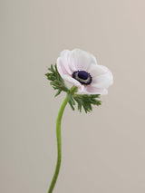 Anemones Mistral Panda Blush