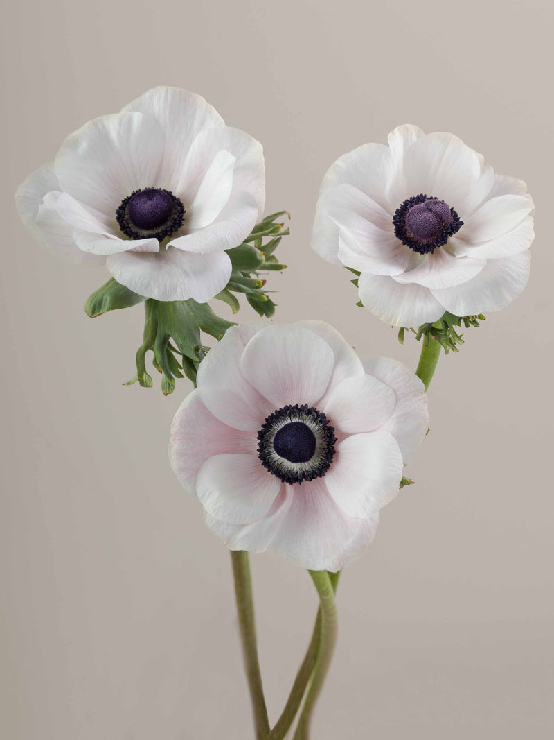 Anemones Mistral Panda Blush
