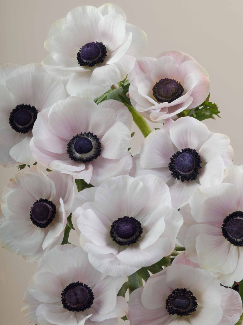 Anemones Mistral Panda Blush