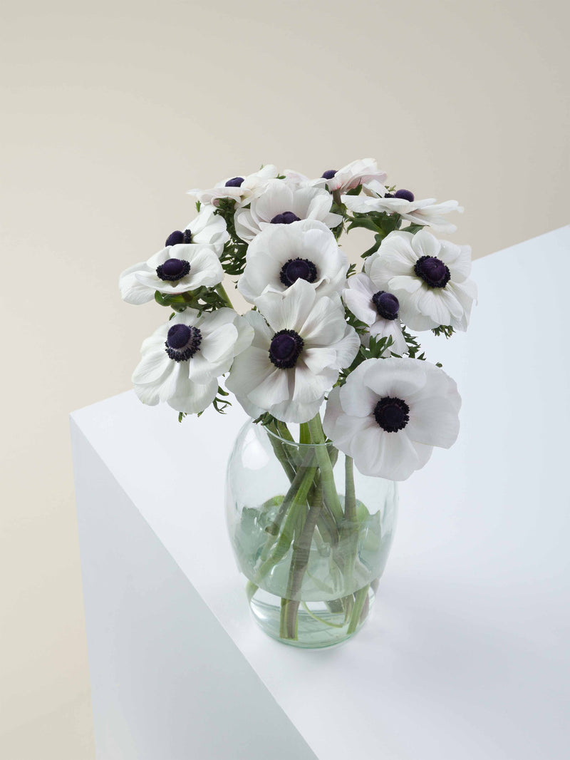 Anemones Mistral Panda