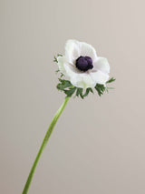 Anemones Mistral Panda