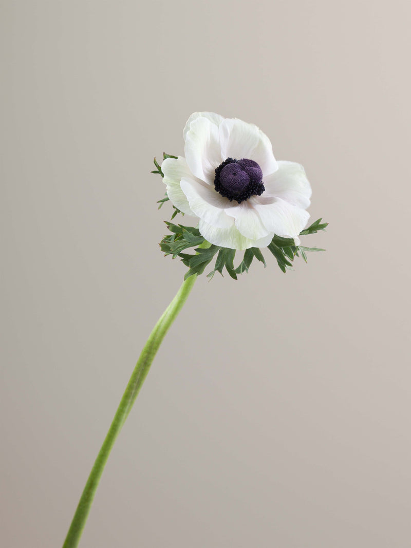 Anemones Mistral Panda
