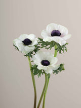 Anemones Mistral Panda