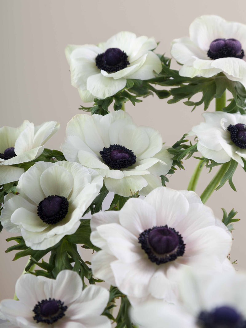 Anemones Mistral Panda