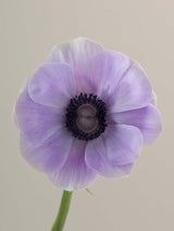 Anemones Mistral Rarity