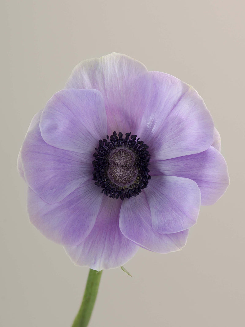 Anemones Mistral Rarity