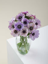 Anemones Mistral Rarity