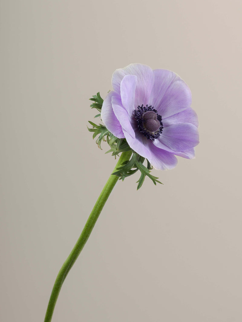 Anemones Mistral Rarity