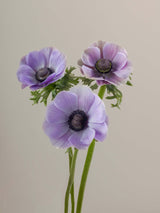 Anemones Mistral Rarity