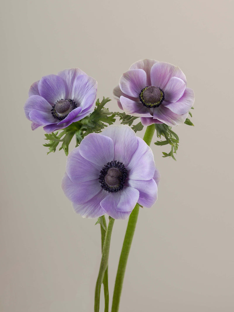 Anemones Mistral Rarity