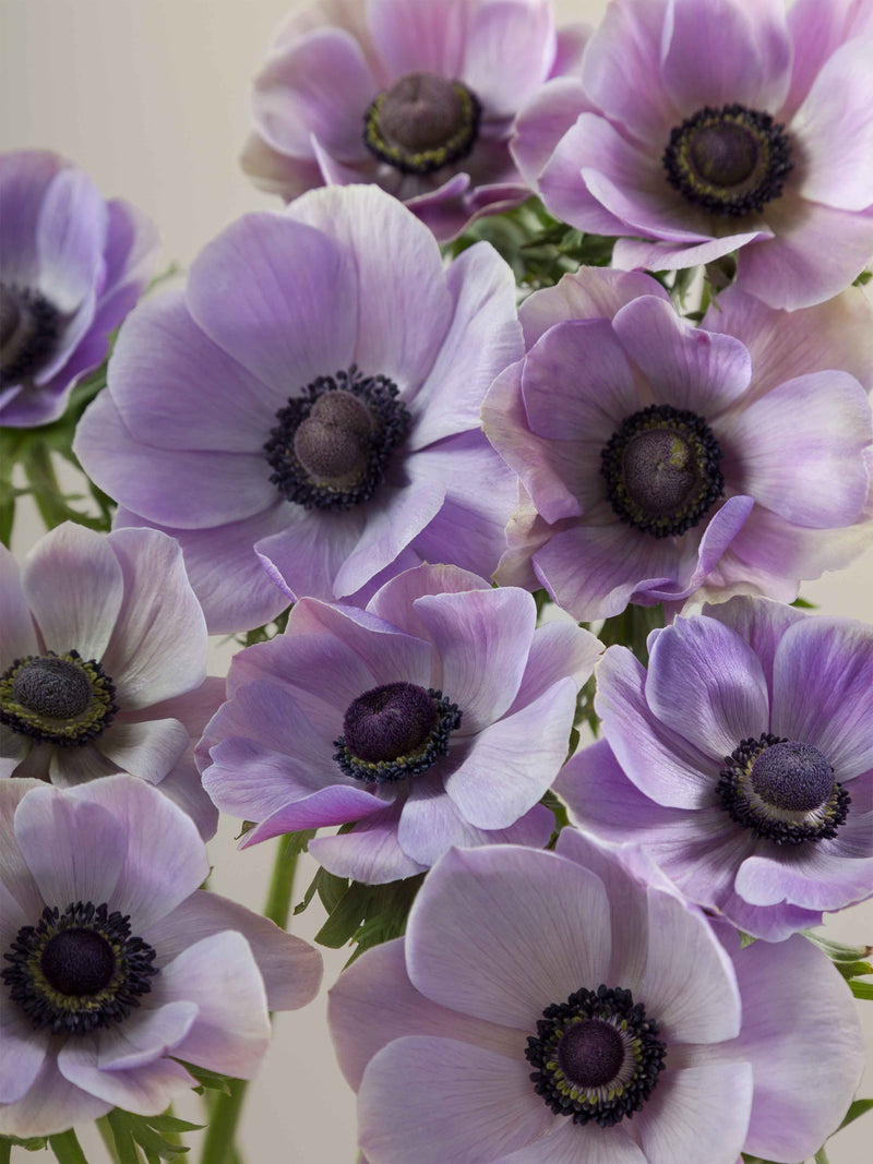 Anemones Mistral Rarity