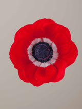 Anemones Mistral Rosso