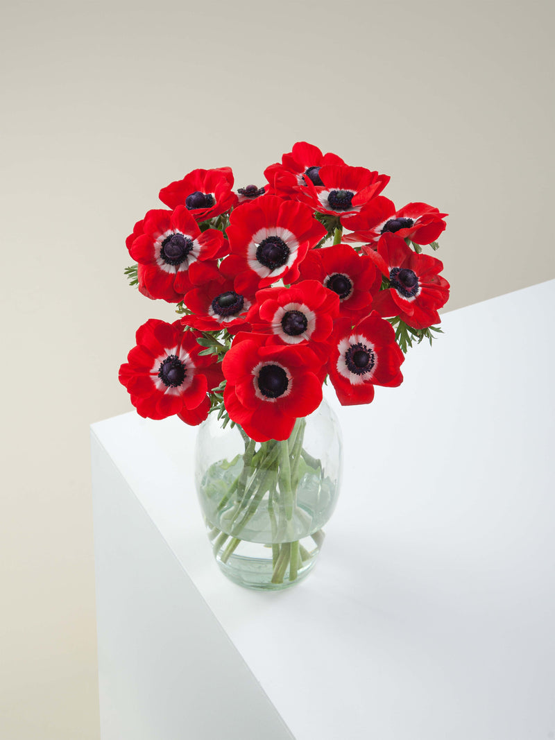 Anemones Mistral Rosso