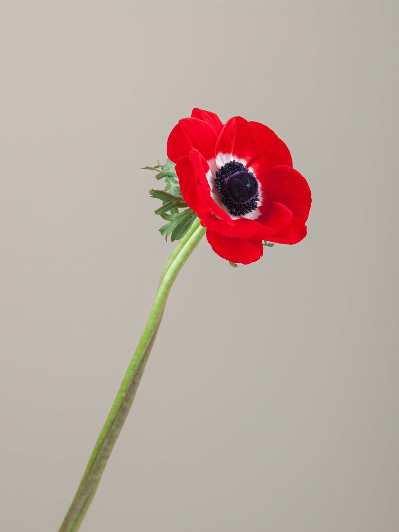 Anemones Mistral Rosso